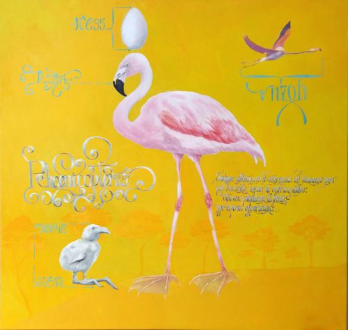 PHOENICOPTERUS PHOENICOPTERUS